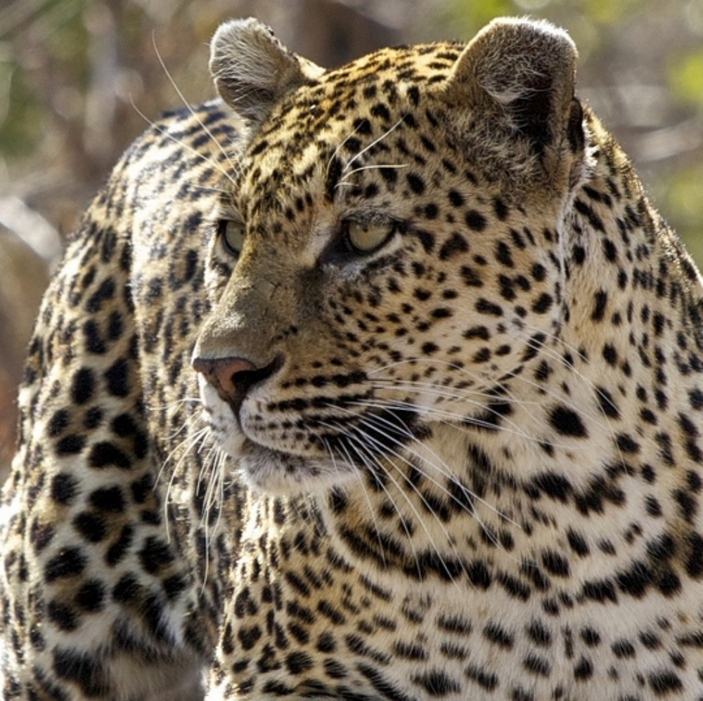 Meet your Posher, Glynis